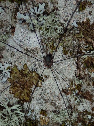 Réf. 268 879 : Leiobunum sp-a